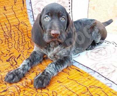 Щенок дратхаар